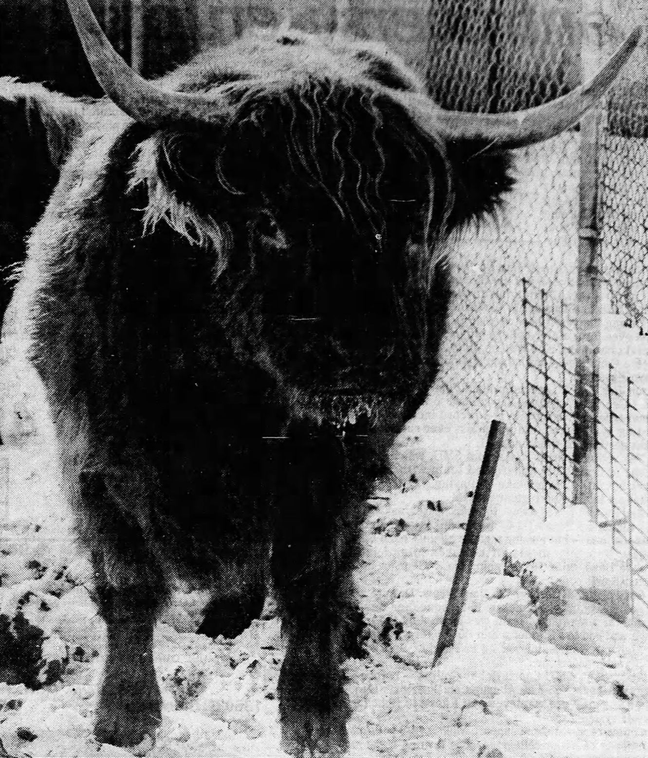Scottish Highlands cow